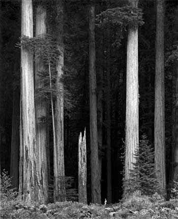 Figure in Redwoods