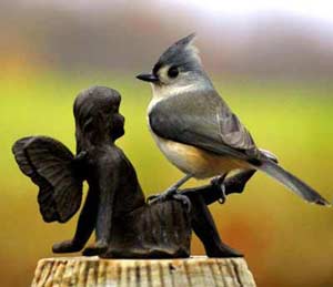 Titmouse