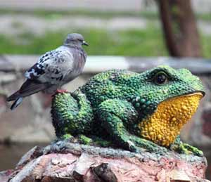 Pigeon and Frog