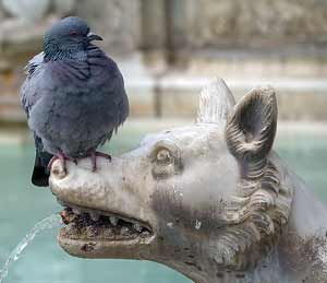 Pigeon and Wolf