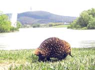 Echidna in Canberra