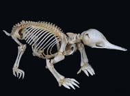 Echidna Skeleton