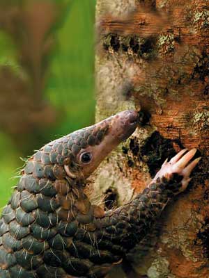 Pangolin Baby