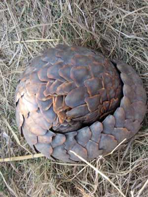 Pangolin Ball