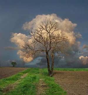 A Cloud of Leaves