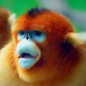 Golden Snub-Nosed Monkey