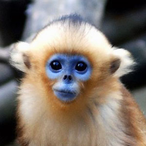 Blue-Faced Snub-Nosed Monkey