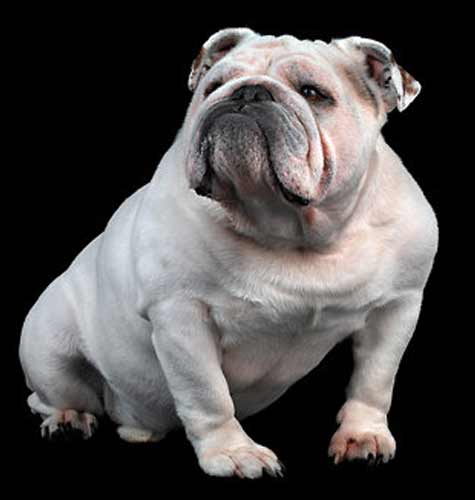 A Modern Bulldog