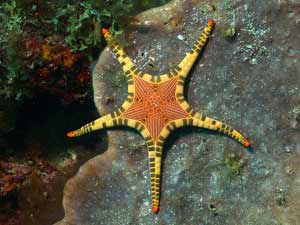 Sea Star