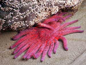 Sunflower Sea Star