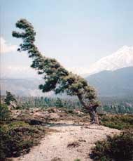 Wind-Sculpted Tree