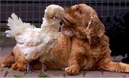 Miss Millie, a Frizzled Polish hen, likes to play with the family dogs