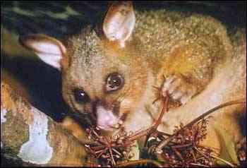 New Zealand opossum