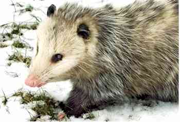 North American opossum