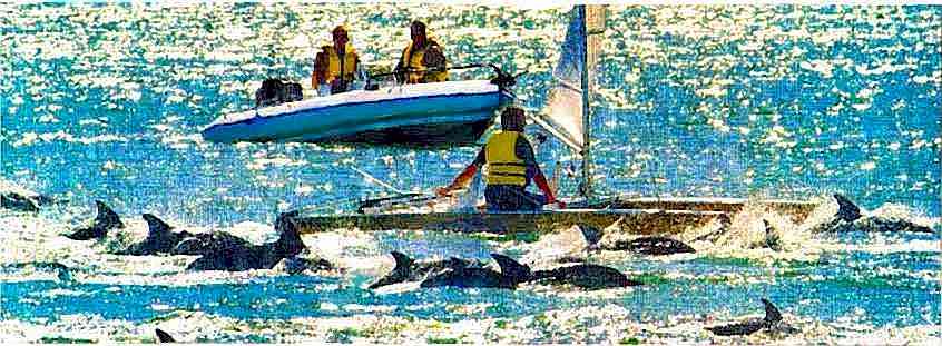 Dolphins in Wgtn Harbour being followed by people in boats