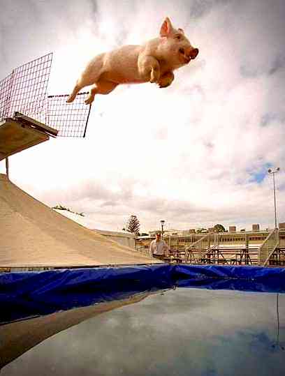 Miss Piggy, the diving pig