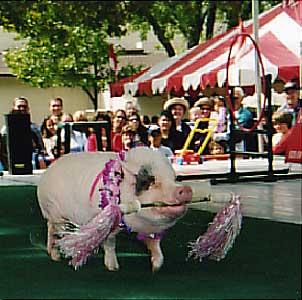Nelly, the Performing Pig