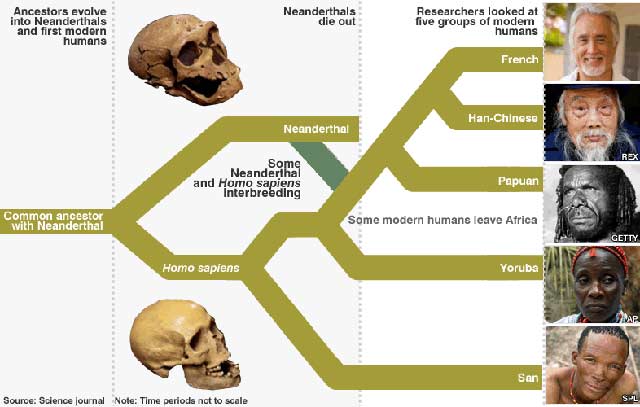file via http://news.bbc.co.uk/nol/shared/spl/hi/sci_nat/10/neanderthal/img/neanderthals_786.gif