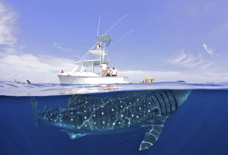 A Whale Shark Is Like an Iceberg