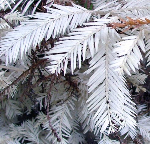 Albino Redwood