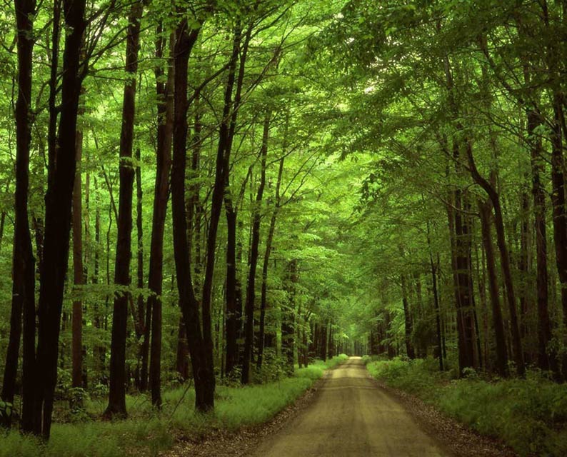 Allegheny National Forest, Pennsylvania USA