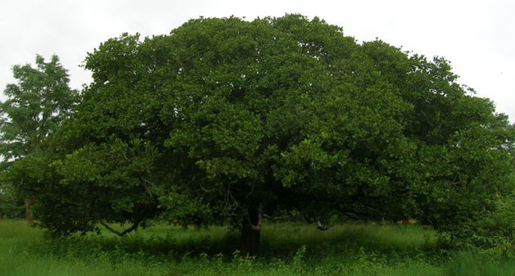 A Single Cashew Tree