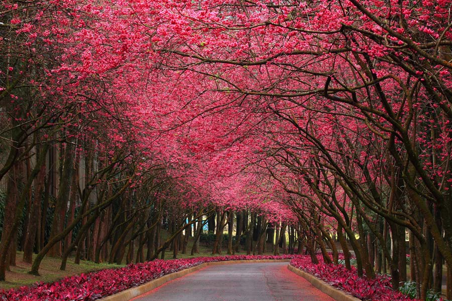 Cherry Blossoms