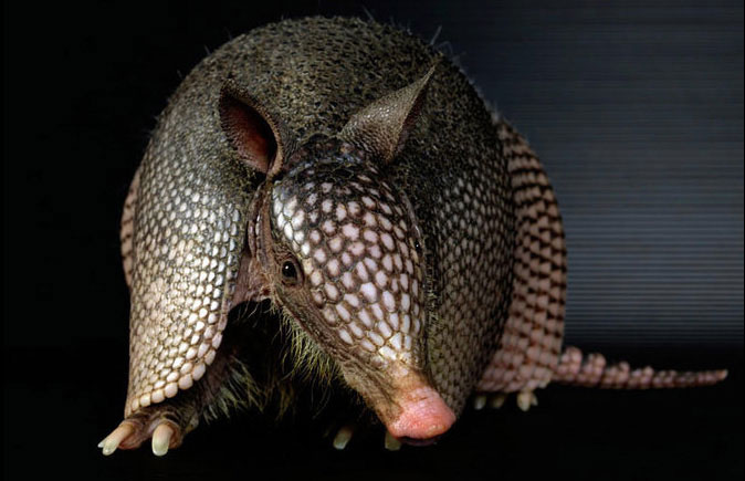 Armadillo