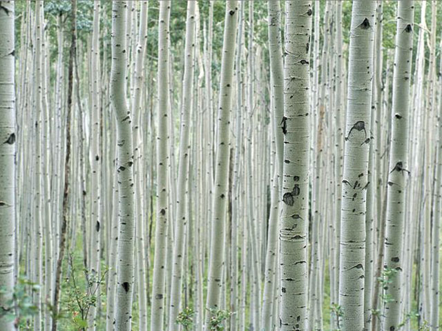 Aspen Grove near Aspen, Colorado