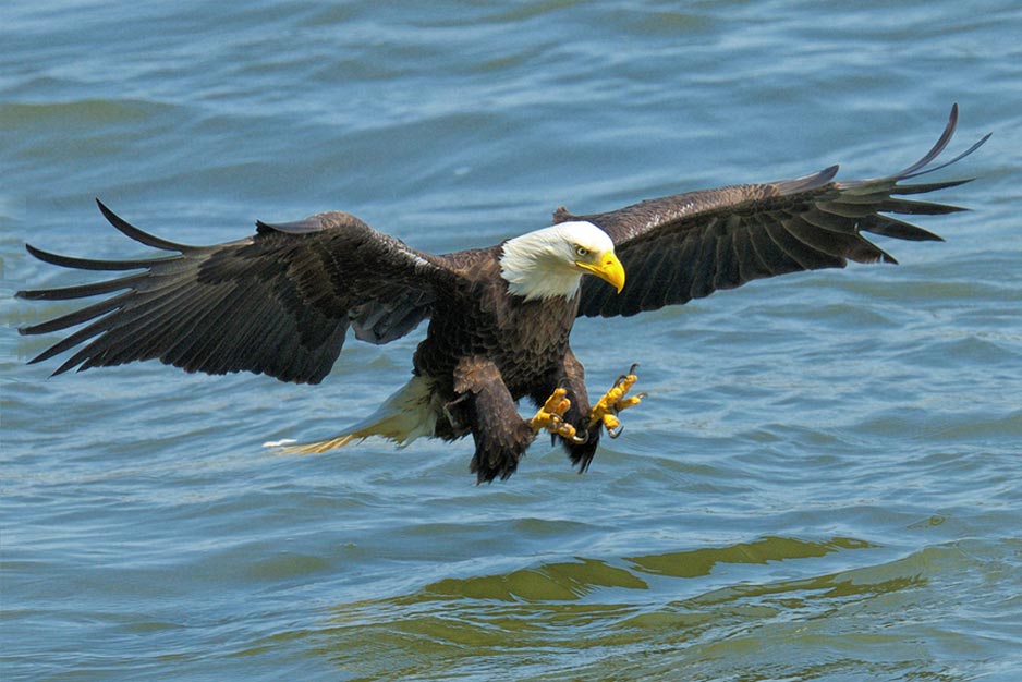 Bald Eagle