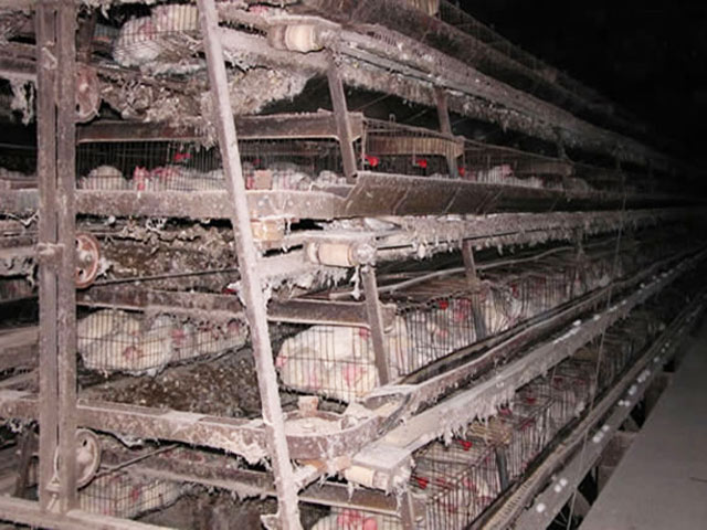 Battery Farming