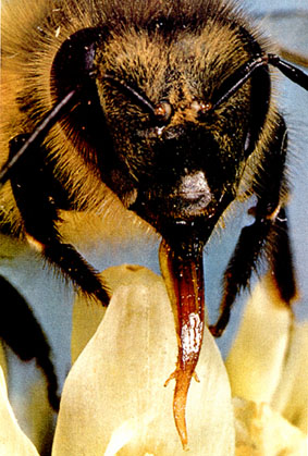 Tongue by a Bee