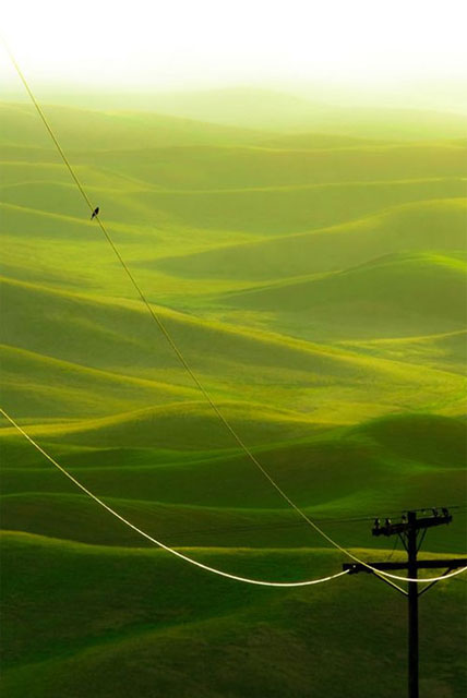 Bird on a Wire