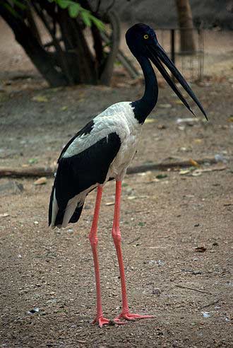 Black-necked Stork  