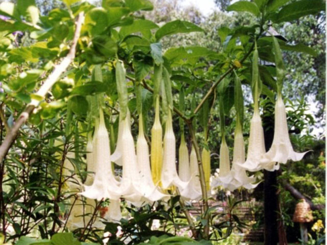 Borrachero Flowers