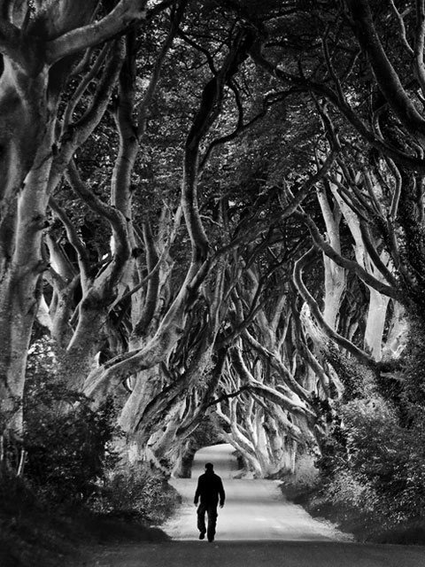 The Dark Hedges, Ireland