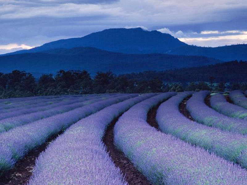 Bridestowe Estate, Tasmania