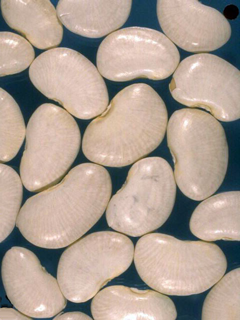 Butter Beans