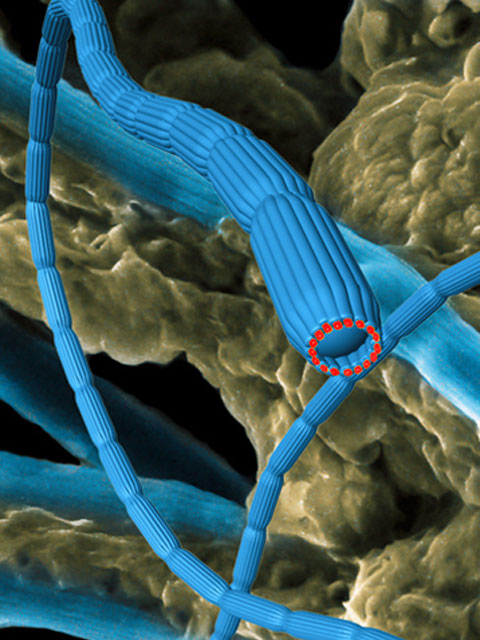 Those Bacteria Are Wired