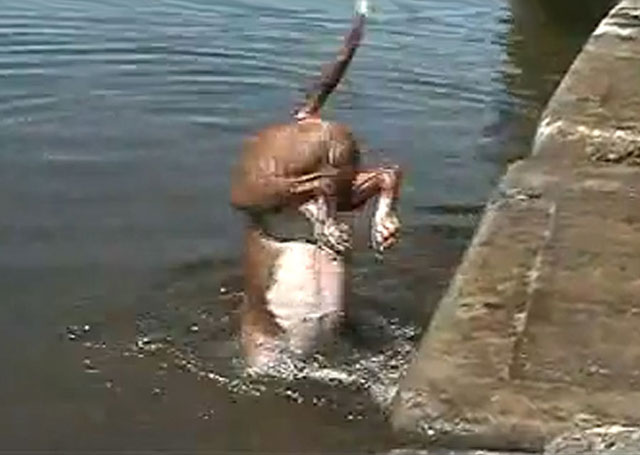 Can You Stand on YOUR Head Underwater?