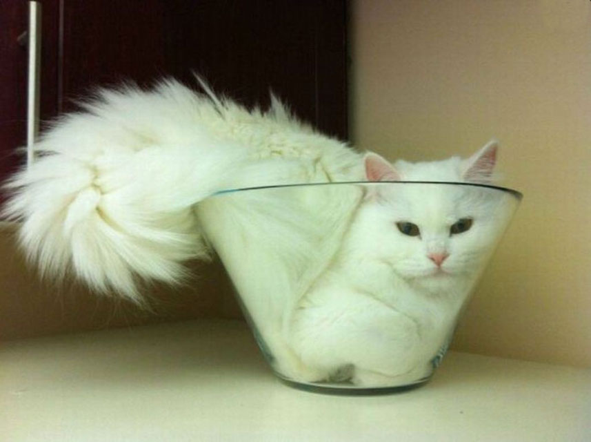 Cat Bowl