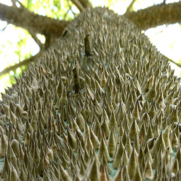 Tree in Madeira, Portugal