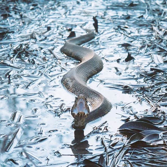 Cottonmouth, North Carolina, USA