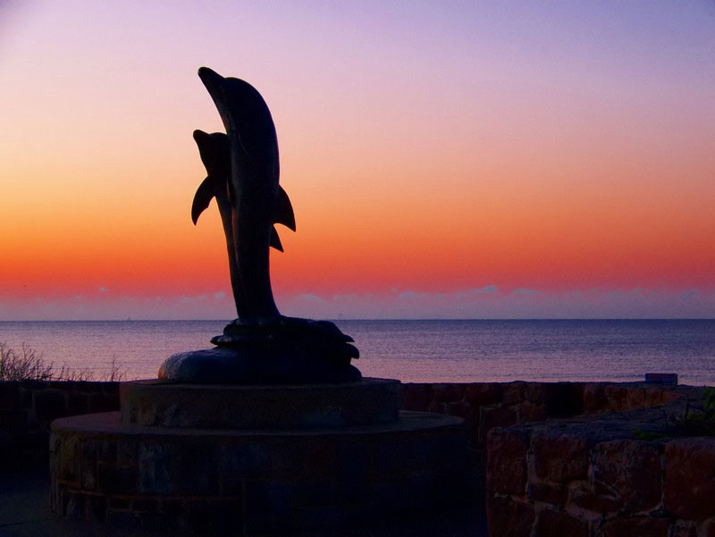 Galveston Dolphins by Night