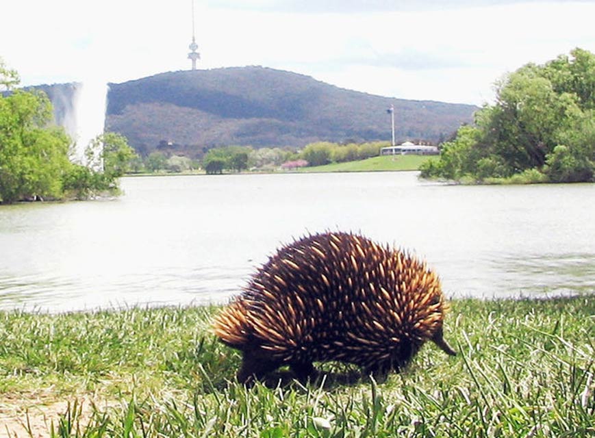 Echidna in Canberra