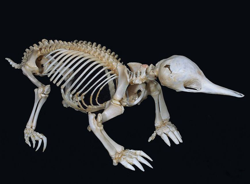 Echidna Skeleton