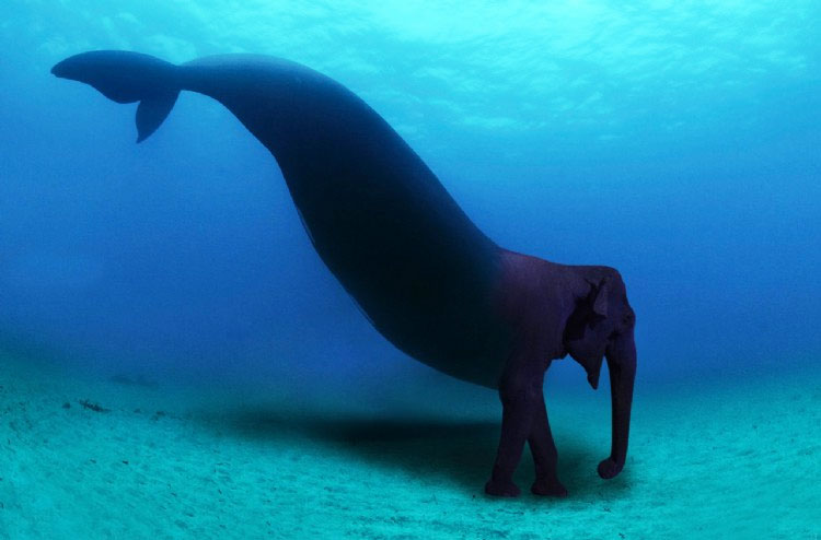 Elephant Whale