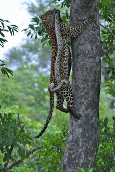 Fearless Leopard