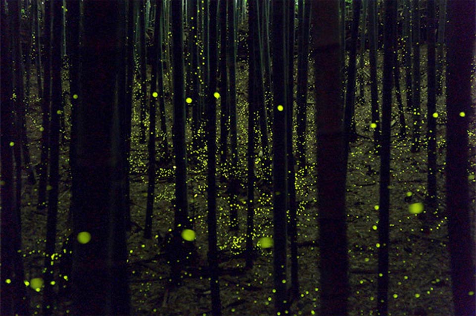 Japanese Fireflies