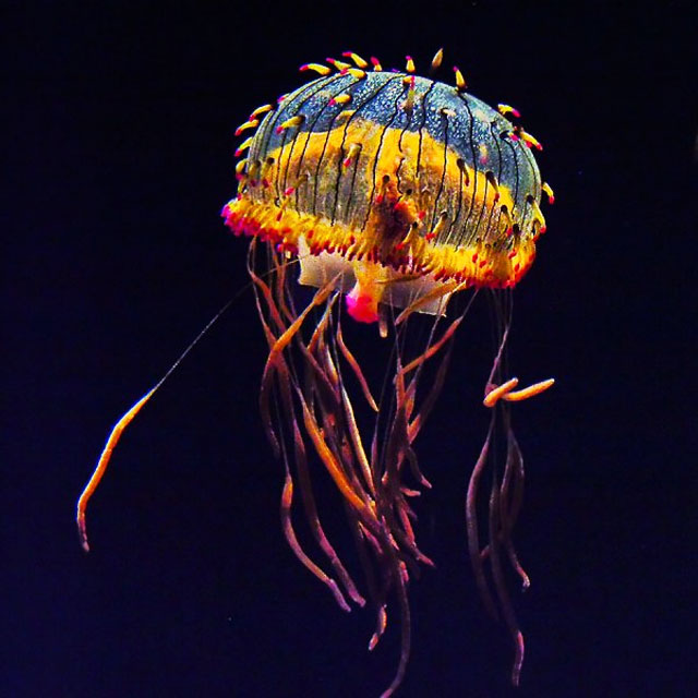 Flower Hat Jelly